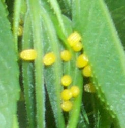 zebra swallowtail egg