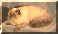 RagaMuffin Kitten Availability